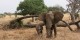 Tanzanie - 2010-09 - 341 - Tarangire - Elephants